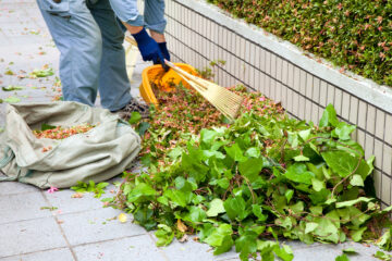 草木の清掃
